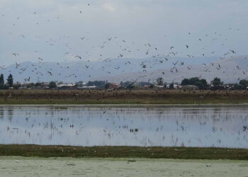 Yağmur sularıyla Erzurum Ovası'nda 30 'kuş cenneti' oluştu