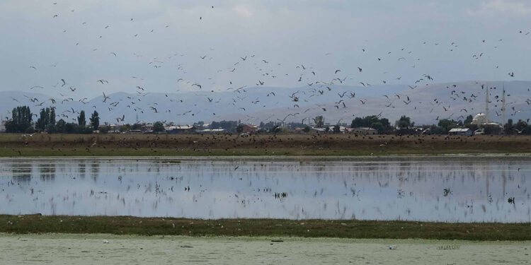 Yağmur sularıyla Erzurum Ovası'nda 30 'kuş cenneti' oluştu