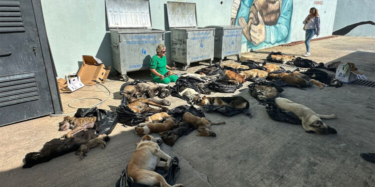 Gebze'de hayvan katliamı