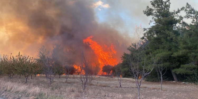 Çanakkale Lapseki'de orman yangını
