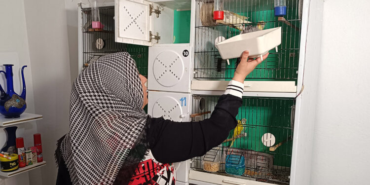 Evinde 25 muhabbet kuşuna bakıyor