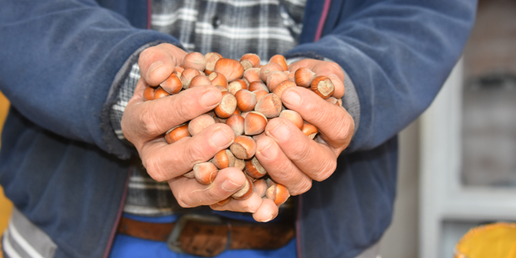 200 bin ton fındık pazara inmedi; üretici fiyat artışı bekliyor