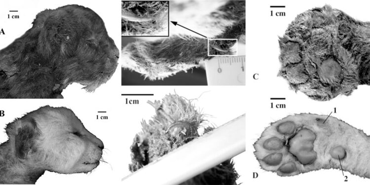 35 bin yıllık kılıç dişli kedi yavrusu bulundu