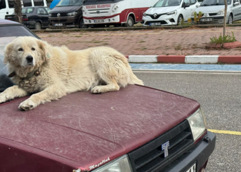 4 yıl önce sahiplendiği ‘Binnaz’ı, otomobilin üzerinde gezdiriyor