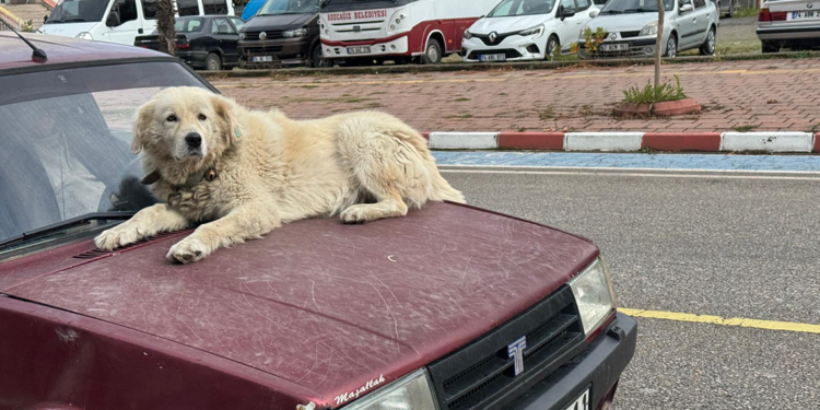4 yıl önce sahiplendiği ‘Binnaz’ı, otomobilin üzerinde gezdiriyor