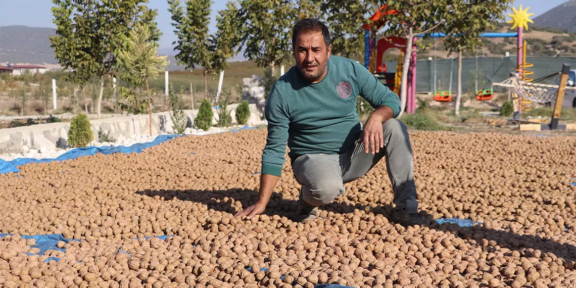 Denizli, 7 yıl önce başlatılan projelerle her yıl artarak devam eden ceviz üretiminde dikili alan bakımından birinci sırada bulunuyor.