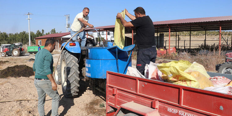 Denizli'de hedef, ceviz üretiminde zirveye çıkmak