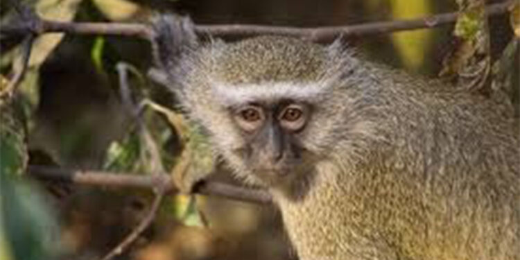 ABD'de araştırma tesisinden 43 maymun kaçtı, yetkililer uyardı