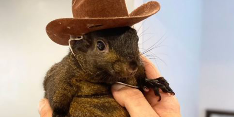 ABD’de fenomen sincap ‘Peanut’ için imza kampanyası başlatıldı