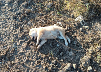 Anne köpek ve 2 yavrusu tüfekle öldürülmüş halde bulundu