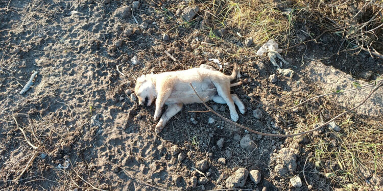 Anne köpek ve 2 yavrusu tüfekle öldürülmüş halde bulundu