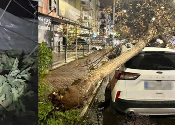 Fırtına nedeniyle ağaçlar devrildi, seralar yıkıldı