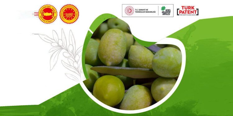 Aydın Memecik Zeytini Avrupa Birliği’nde tescilleniyor