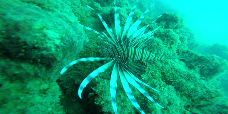 Akdeniz tropikalleşiyor, zehirli balıklar çoğalıyor