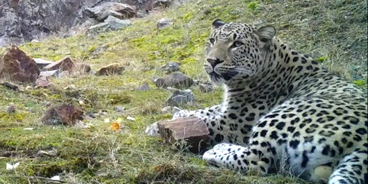 Anadolu parsının DNA'sı için yeni proje