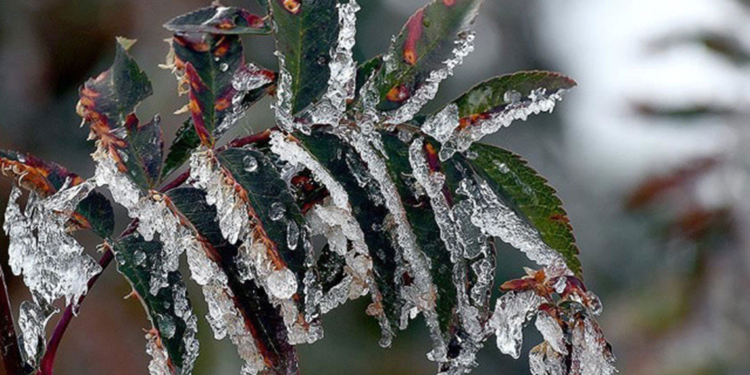 Ankara Valiliği'nden çiftçilere zirai don uyarısı