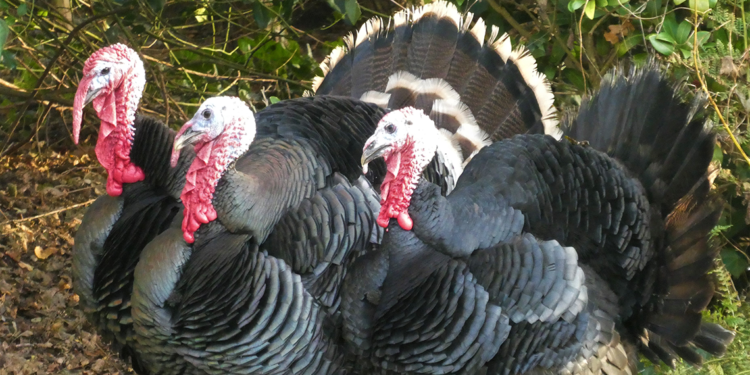 Ankara'da ‘hindi çiftliği’ kurma vaadiyle 50 milyon liralık dolandırıcılık