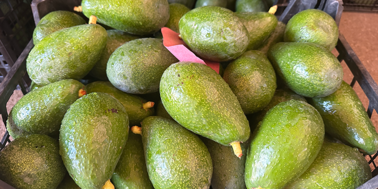 Avokado fiyatları arttı; üretici hırsızlık olaylarından endişeli