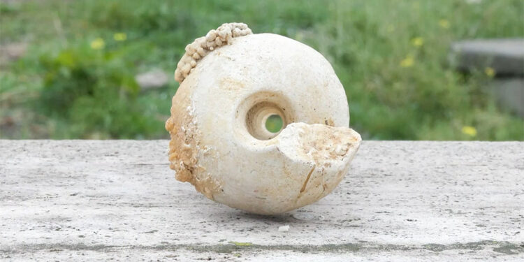 10 milyon yıllık deniz minaresi fosili bulundu