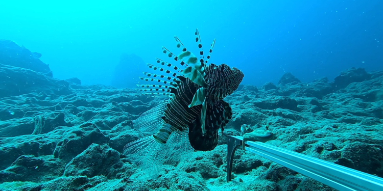 Balık popülasyonuna kameralı takip; istilacı türlerde artış