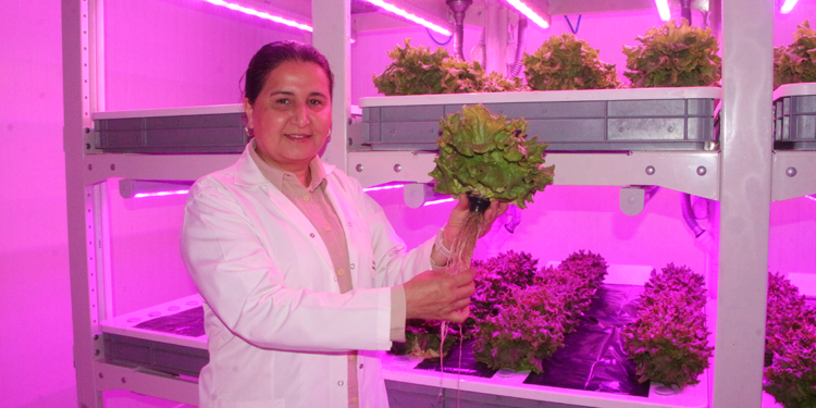 Bitki yetiştiriciliğinde afetlere karşı çözüm; bitki fabrikaları