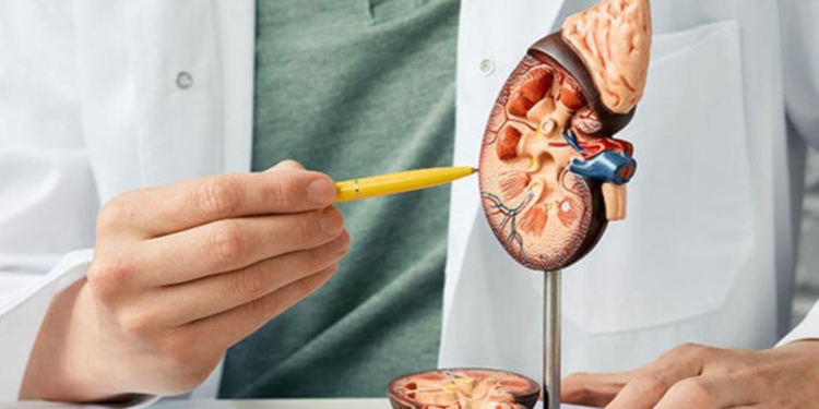 Böbrek tümörleri ürolojik kanserler arasında üçüncü sırada