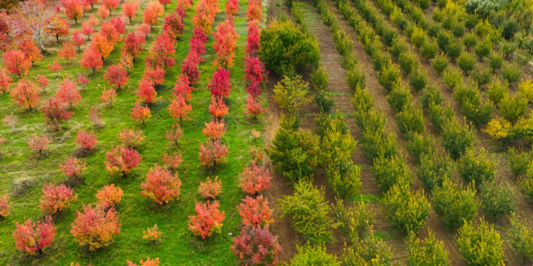 Bursa'daki meyve bahçeleri, sonbahar renklerine büründü