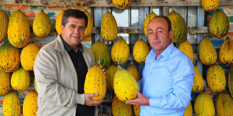 Kırkağaç kavununda hasat sona erdi