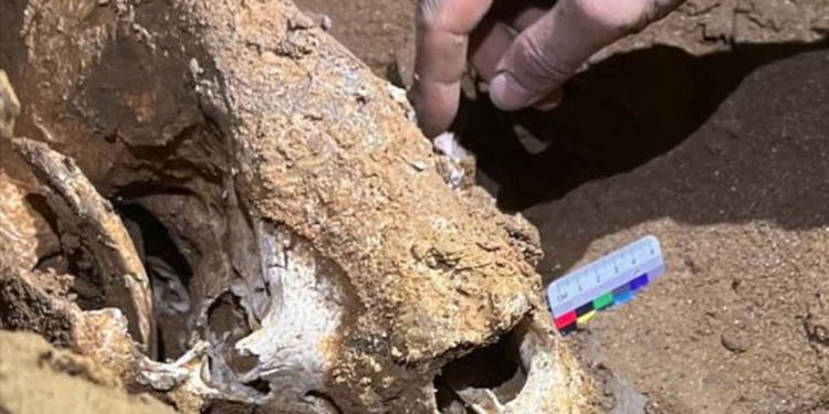 Çin’de 100 bin yıllık panda fosilleri bulundu