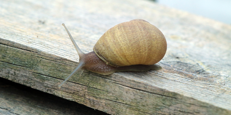 Dünyadaki salyangoz üretiminin yüzde 70'i Türkiye'de