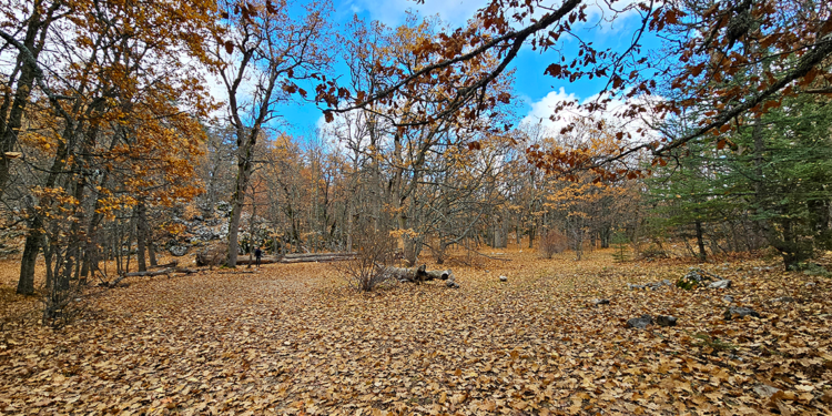 Dünyadaki tek kasnak meşesi ormanında sonbahar cümbüşü