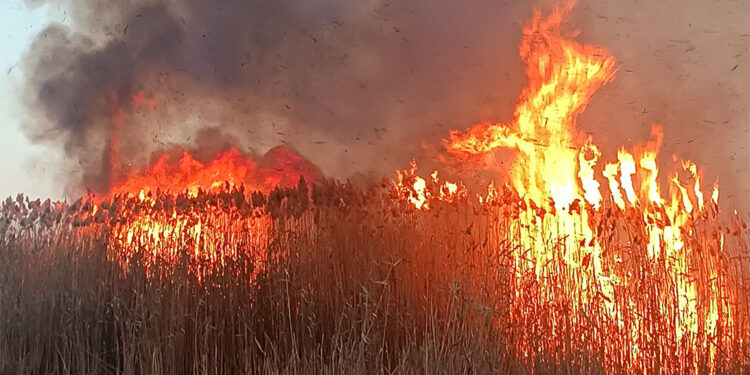 Eber Gölü'ndeki sazlık yangınına havadan müdahale