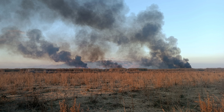Eber Gölü'ndeki yangın, ekosistemi olumsuz etkiledi