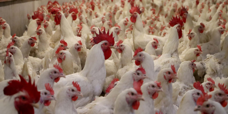 Eskişehir'de 200 kanatlı hayvan itlaf edildi