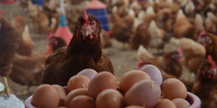 Eylülde aylık tavuk eti üretimi azaldı