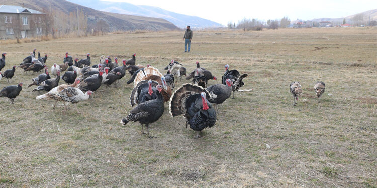 Hakkari'de yılbaşı öncesi hindiler satışa çıktı; fiyatı 4 bin lirayı buluyor