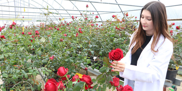 Hamsi atıklarıyla geliştirilen gübreyle gül yetiştiriyorlar