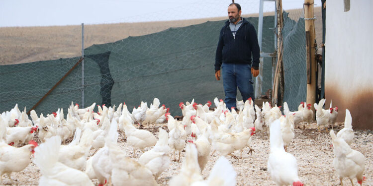 10 tavukla başlayıp, organik yumurta üreticisi oldu