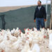 10 tavukla başlayıp, organik yumurta üreticisi oldu
