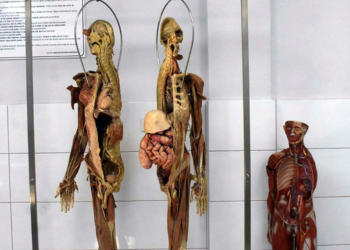 Hekim adayları için kadavra ithal ediliyor