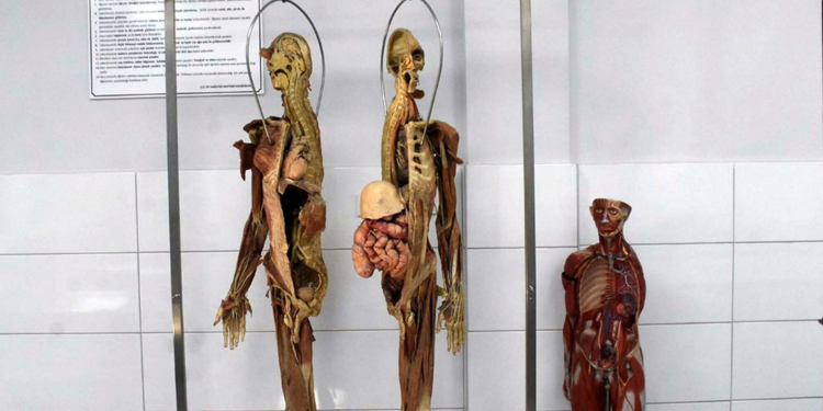 Hekim adayları için kadavra ithal ediliyor