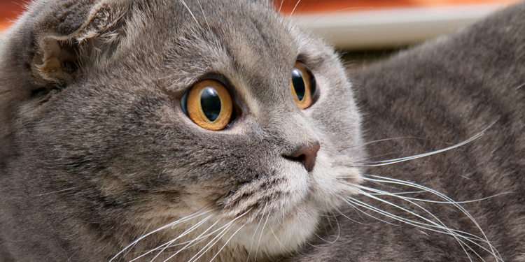 Hollanda Scottish ve Sphynx cinsi kedilerin sahiplenilmesini yasakladı