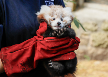 İskoçya’da havai fişek sesinden korkan ‘kırmızı panda’ öldü