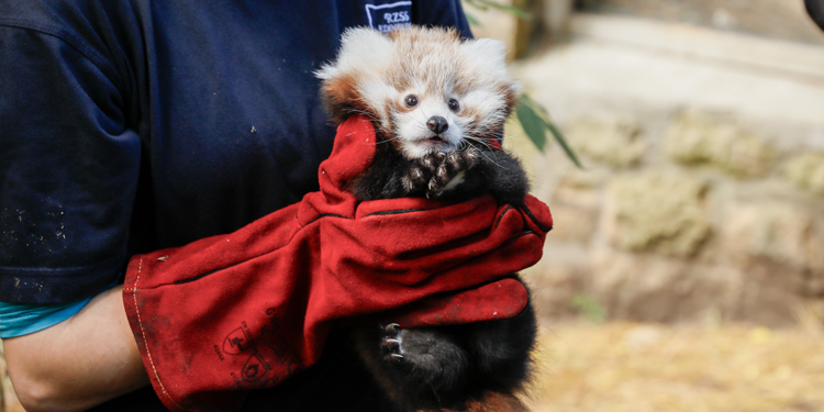 İskoçya’da havai fişek sesinden korkan ‘kırmızı panda’ öldü