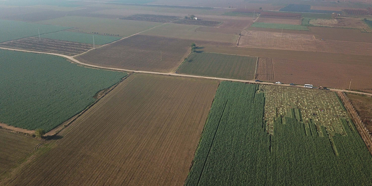 İzmir'de kuraklık arttı; kışlık sebze üretimi düştü