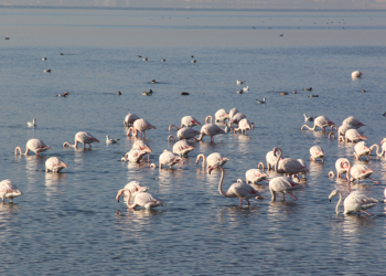 İzmit Körfezi'nde flamingo güzelliği