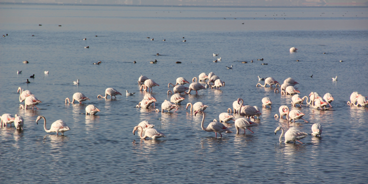 İzmit Körfezi'nde flamingo güzelliği