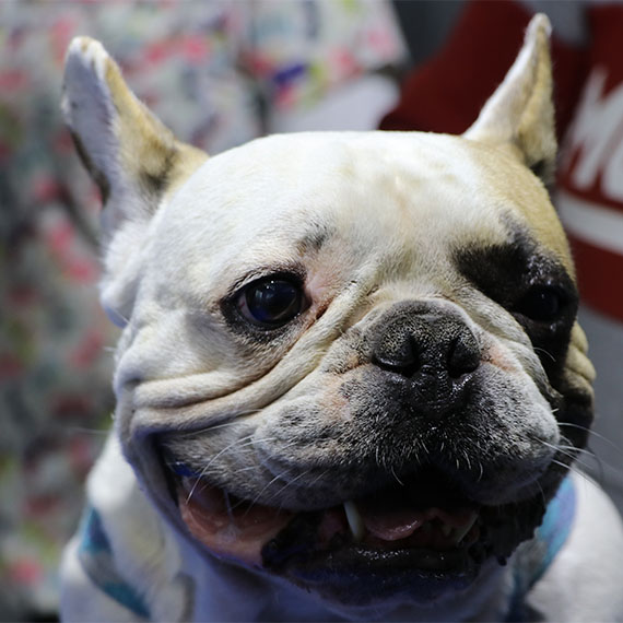 Kayseri’de, 'Kral' isimli köpeği aydınlatma direğine vuran şüpheli İbrahim P., polis tarafından yakalandı.