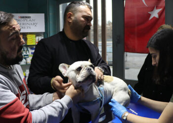 Köpeği aydınlatma direğine vuran şüpheli yakalandı