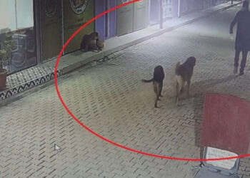 Kedileri sokak köpeklerine parçalattığı iddia edilen şüpheli yakalandı